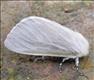 2031 (72.009) White Satin Moth